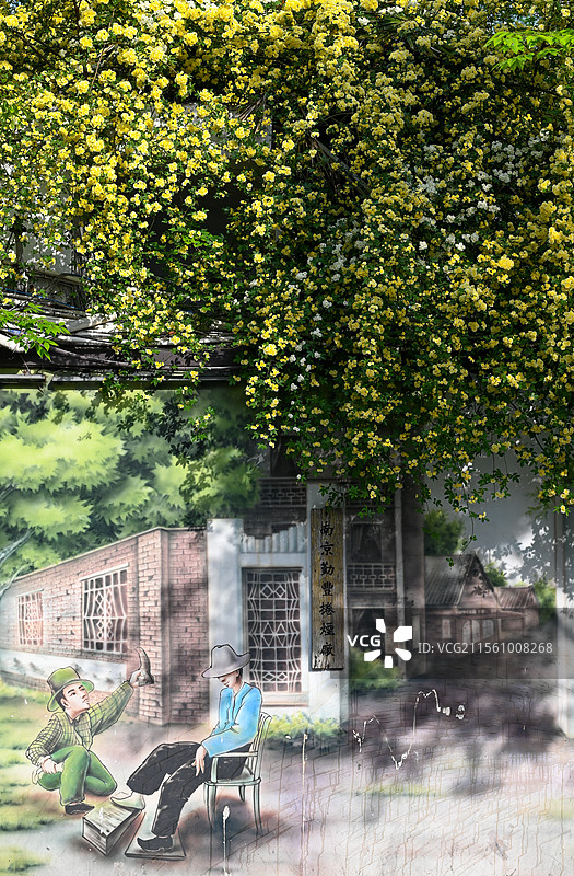 南京市碑亭巷木香花 民国涂鸦墙与木香花 南京网红打卡地图片素材