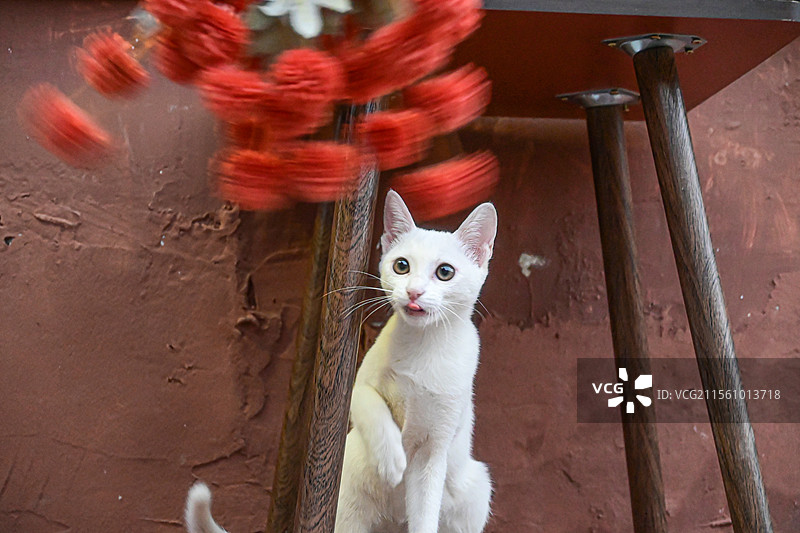 正在被逗着玩耍的白色小猫图片素材