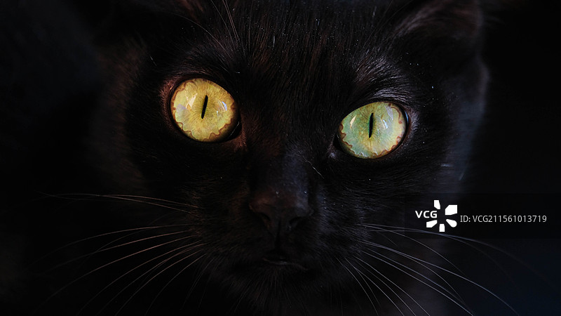 黑色背景下的猫的特写肖像猫眼图片素材
