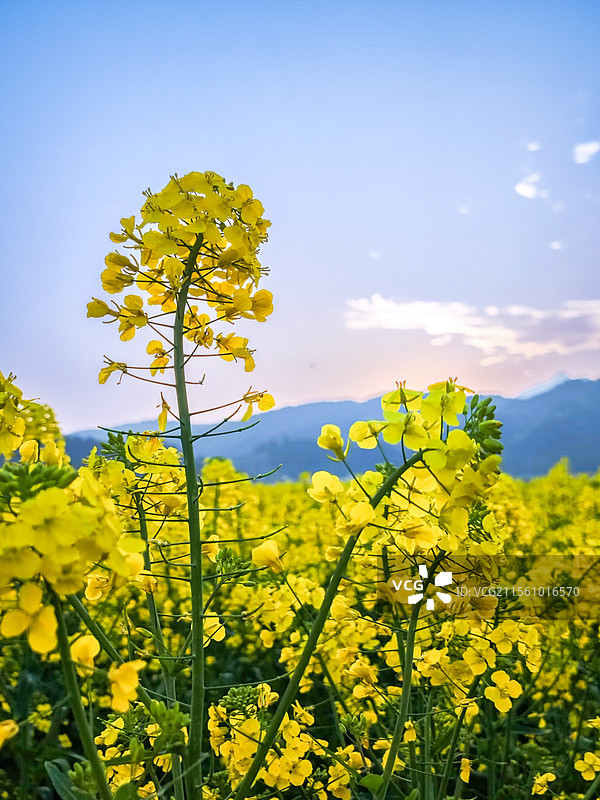 春田芳华图片素材