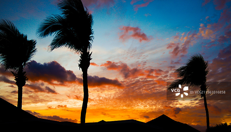 墨西哥海湾的树图片素材