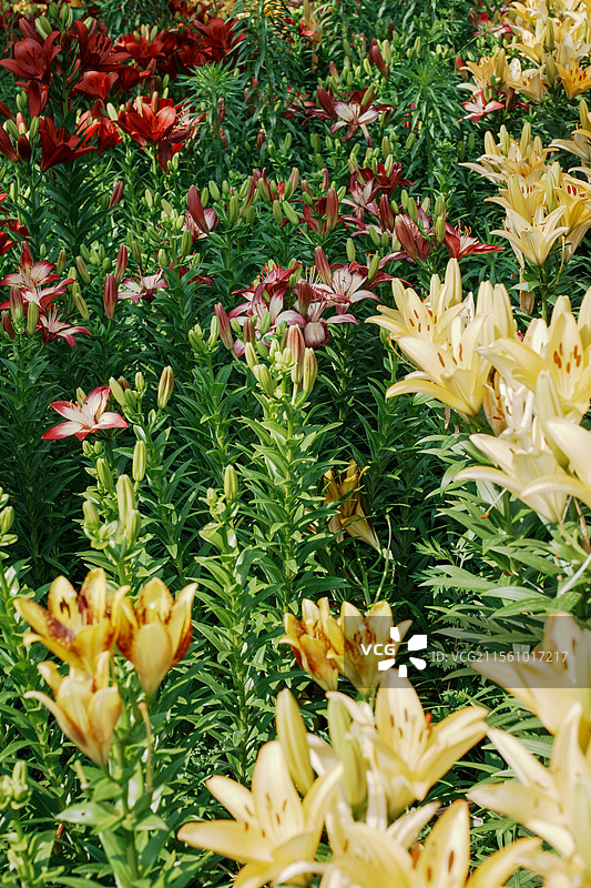 北京花乡公园百合花图片素材