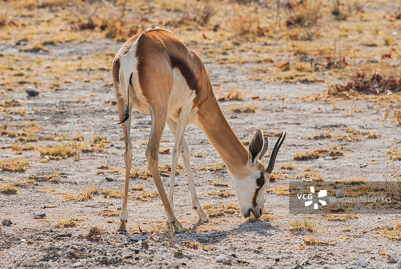 纳米比亚埃托沙自然保护区瞪羚图片素材