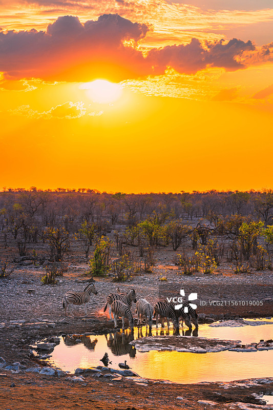 纳米比亚埃托沙自然保护区斑马在水塘旁饮水图片素材