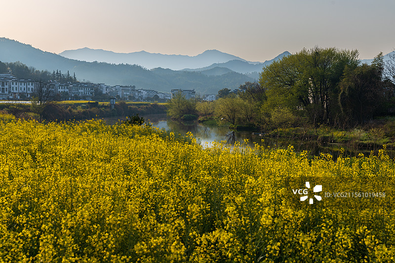 婺源江湾的油菜花图片素材