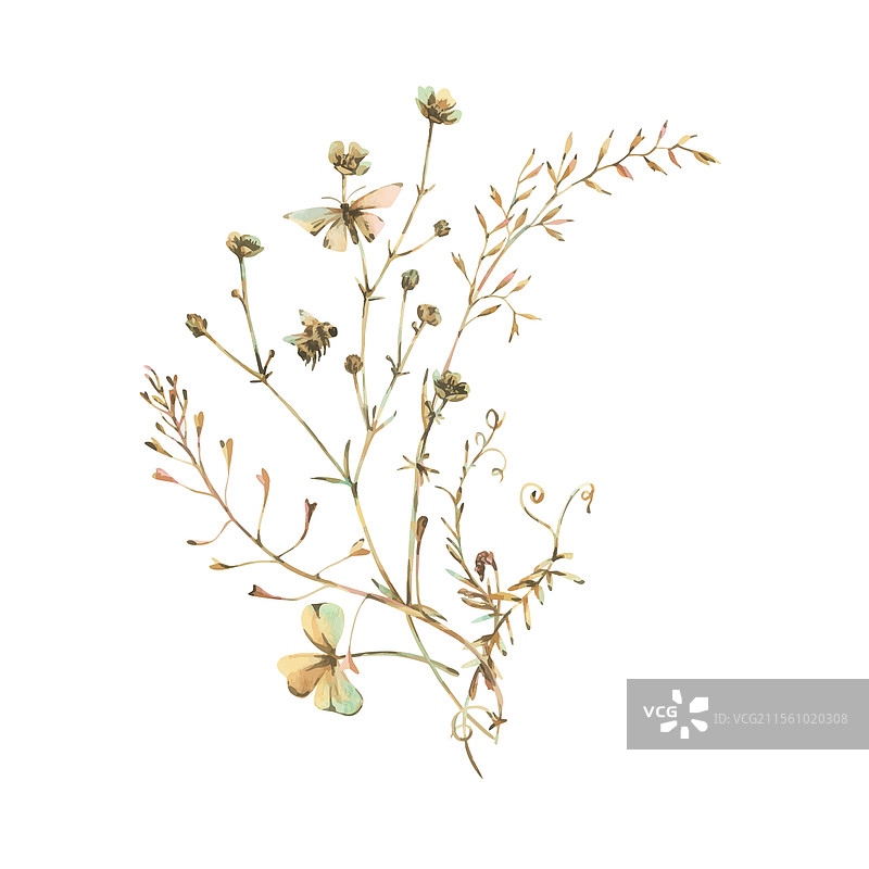 田野草地上的野花和草药，黄花毛茛图片素材