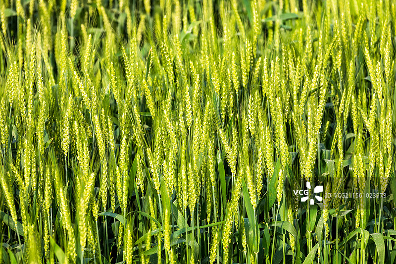 安徽省池州市东至县麦田春景图片素材