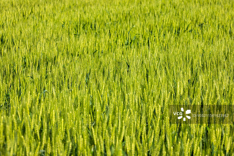 安徽省池州市东至县麦田春景图片素材