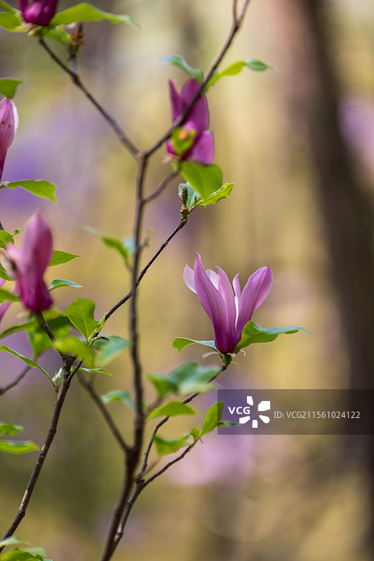 安徽省池州市东至县天台山森林春景图片素材