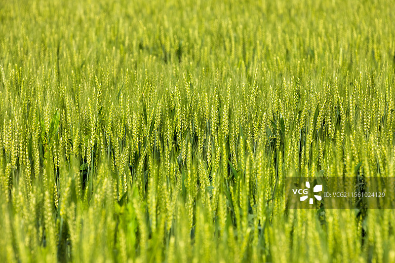 安徽省池州市东至县麦田春景图片素材