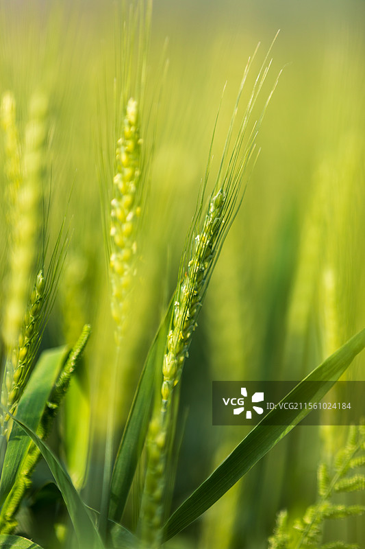 安徽省池州市东至县麦田春景图片素材