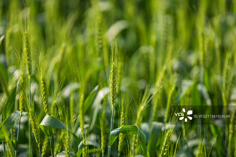 安徽省池州市东至县麦田春景图片素材