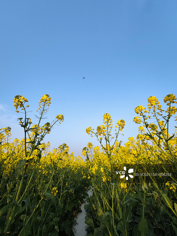 春田芳华图片素材