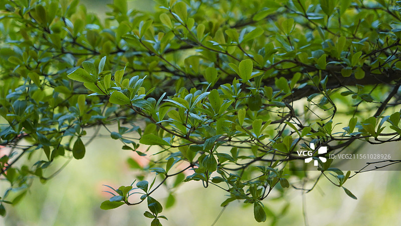 春天的小叶榄仁图片素材