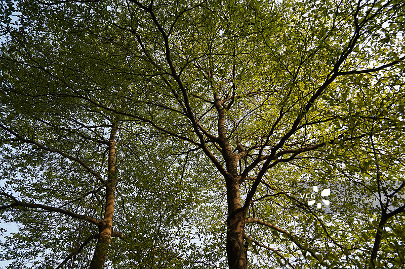 春天的小叶榄仁图片素材