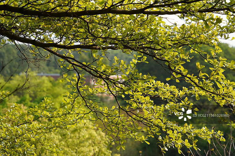 春天的小叶榄仁图片素材