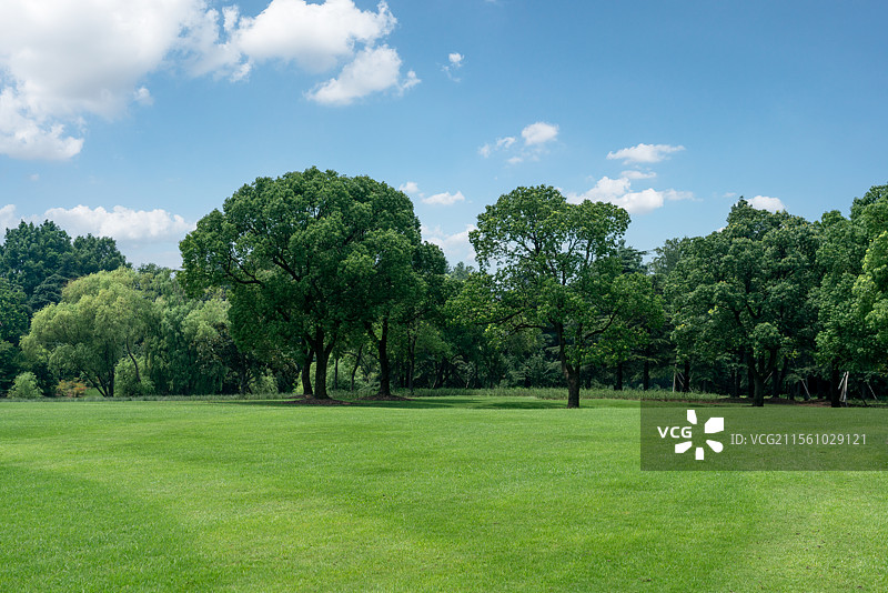 春天里的树林草坪图片素材