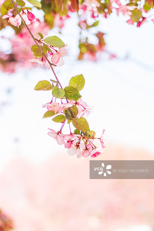 晴天阳光下的八棱海棠花特写图片素材