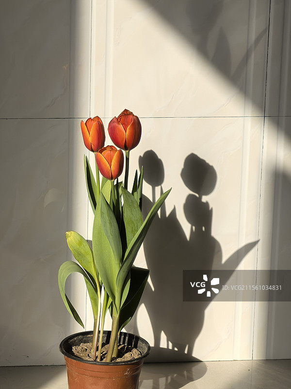 郁金香图片素材