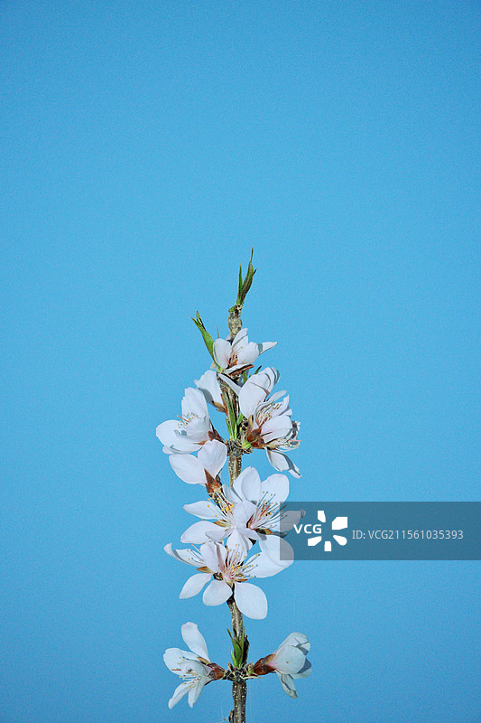 蓝天背景下的一支桃花图片素材