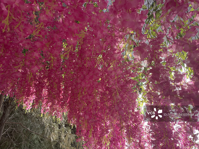 粉红色开花植物的低角度视图图片素材