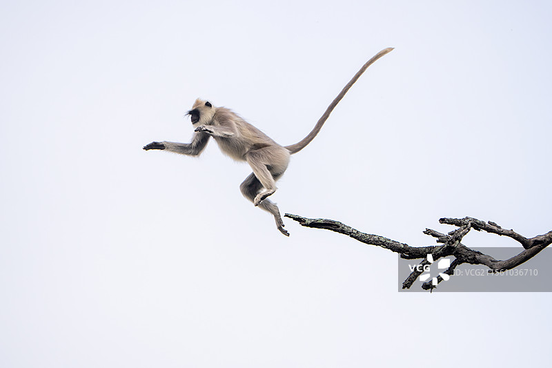 长尾猕猴在晴朗的天空中从树枝上跳跃图片素材