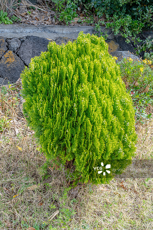 侧柏 扁柏 Latin 柏树树叶扁平排成一平面 二维植物 柏科侧柏属乔木 韩国济州岛春天的植物图片素材