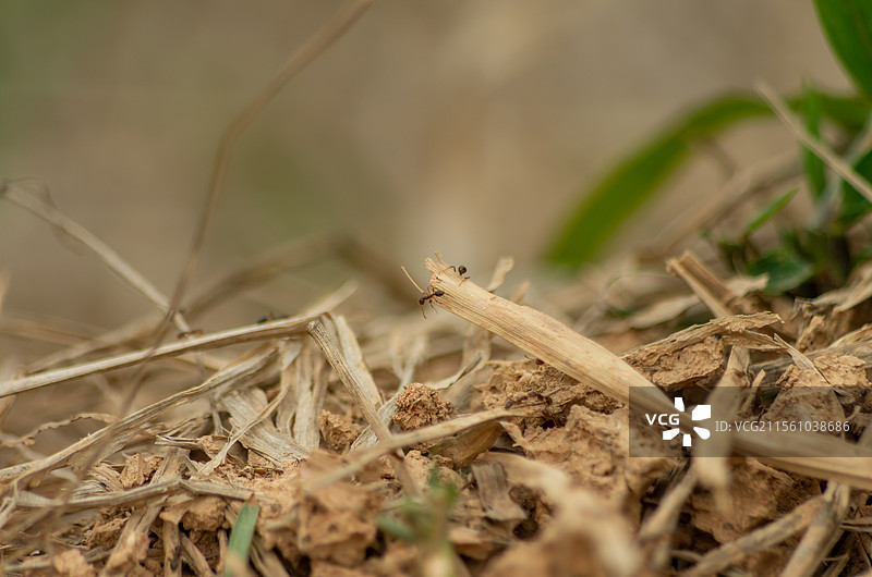佛山市三水大同湖边的红火蚁图片素材
