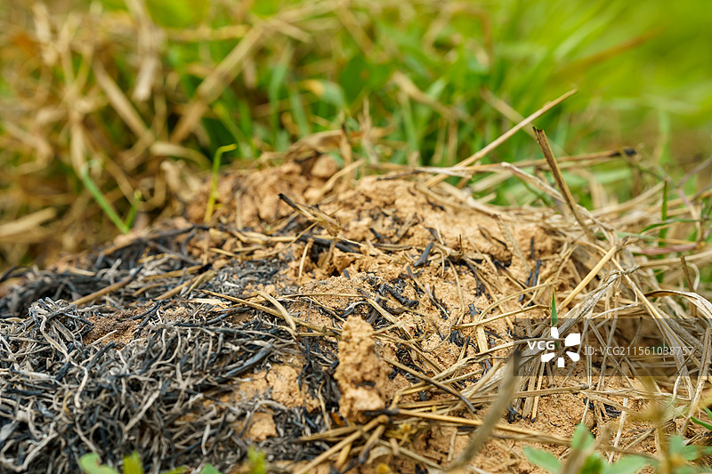 佛山市三水大同湖边的红火蚁图片素材