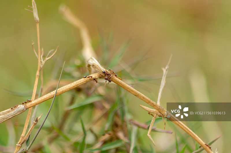 佛山市三水大同湖边的红火蚁图片素材