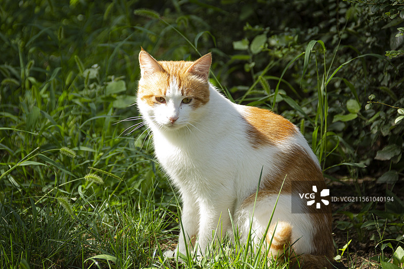 仲夏·长安大学渭水校区图片素材