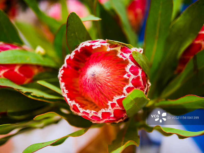 南非进口帝王公主花图片素材