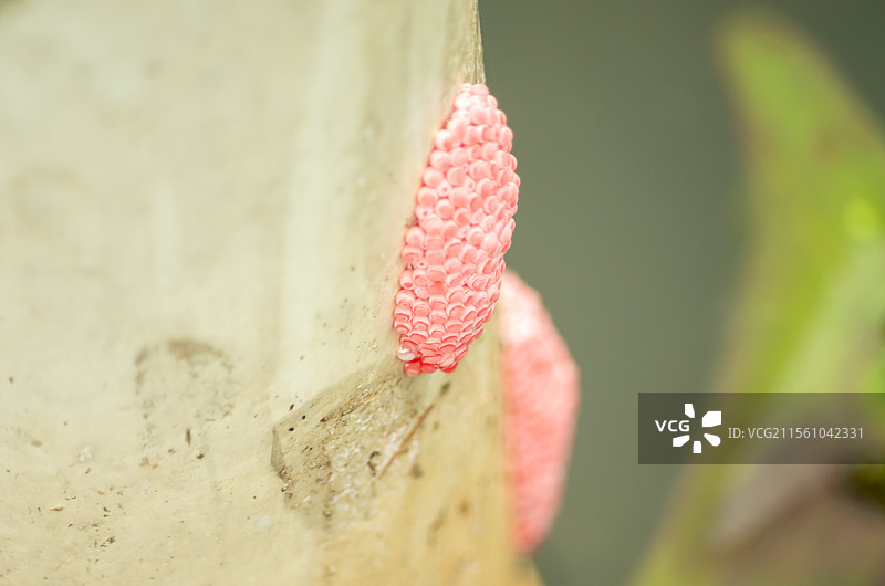 佛山池塘边的福寿螺卵图片素材