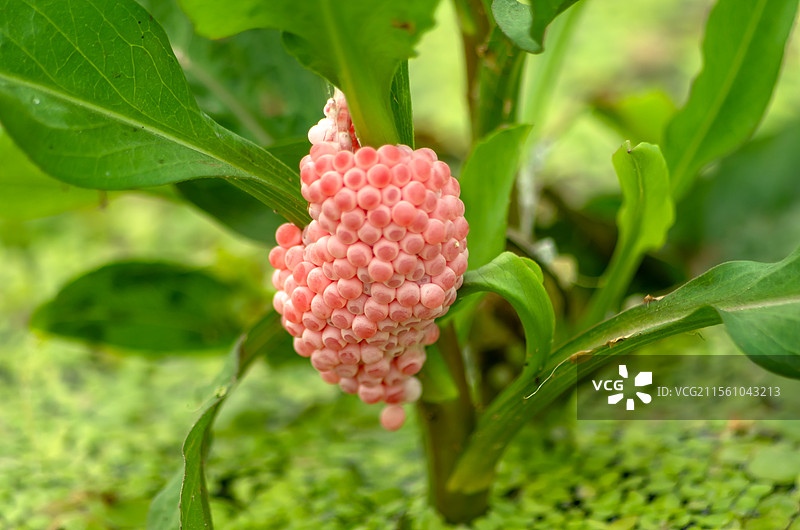 佛山池塘边的福寿螺卵图片素材