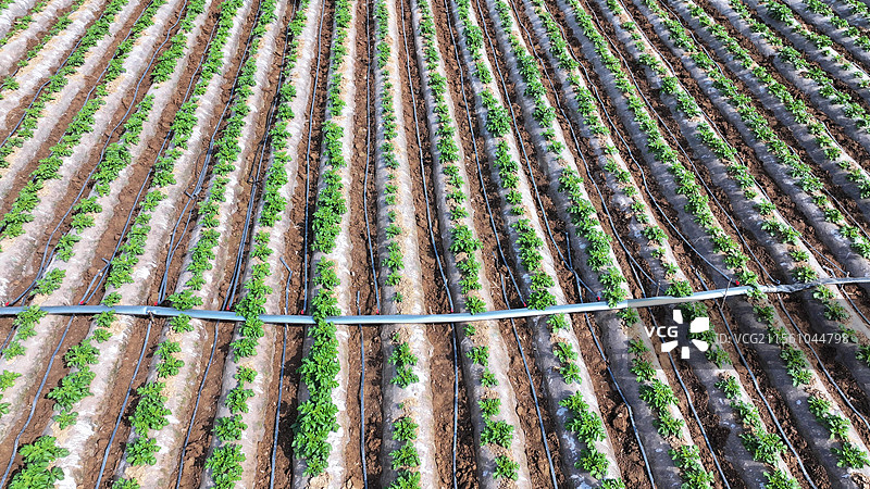 山东枣庄山亭区农民采用滴灌节水技术灌溉马铃薯地块图片素材