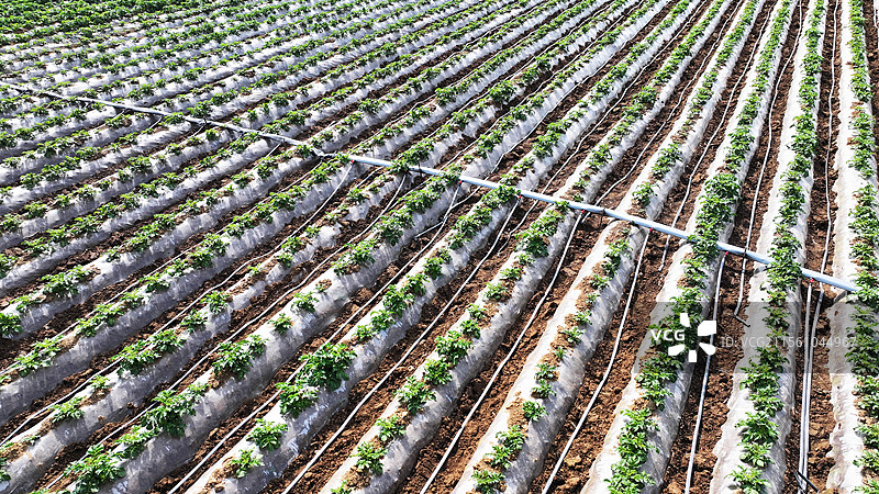 山东枣庄山亭区农民采用滴灌节水技术灌溉马铃薯地块图片素材