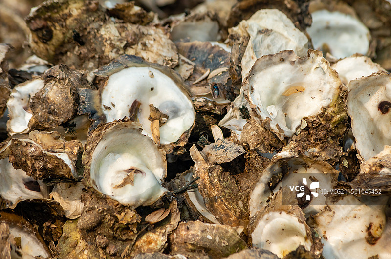 北海路边遗弃的生蚝壳图片素材