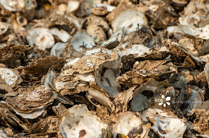 北海路边遗弃的生蚝壳图片素材