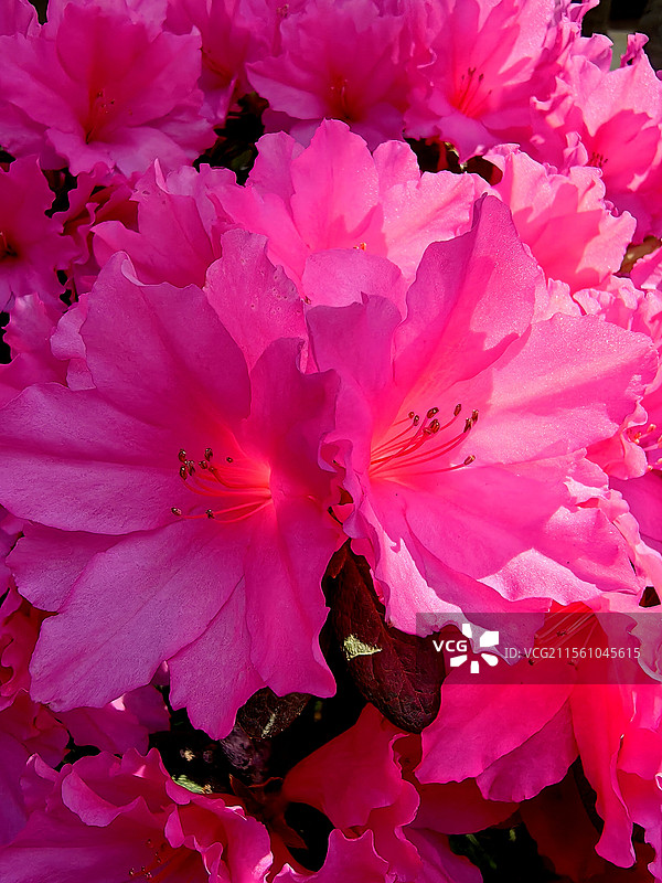 上海市，嘉定区，秋霞圃图片素材