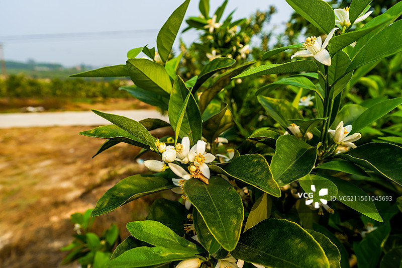 湛江红江橙花图片素材