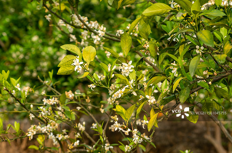 湛江红江橙花图片素材
