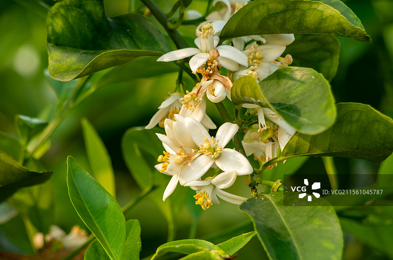 湛江红江橙花图片素材