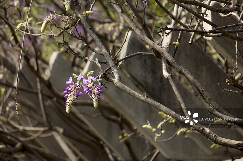 偶园紫藤花开图片素材