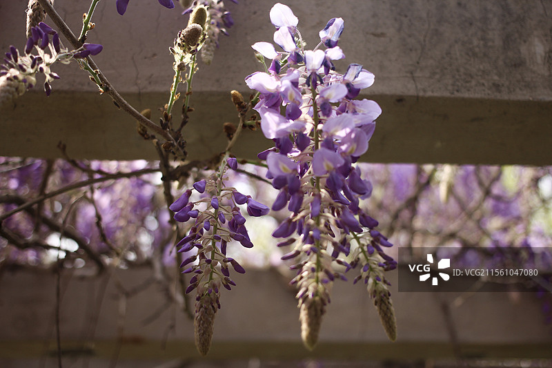 偶园紫藤花开图片素材