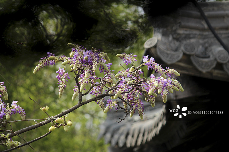 偶园紫藤花开图片素材