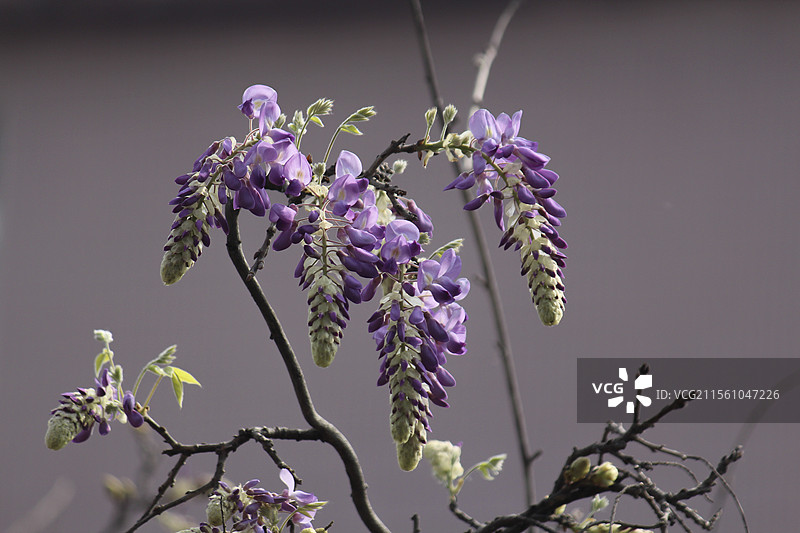 偶园紫藤花开图片素材