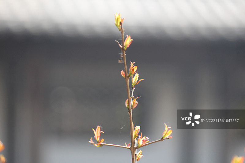 石榴春芽图片素材
