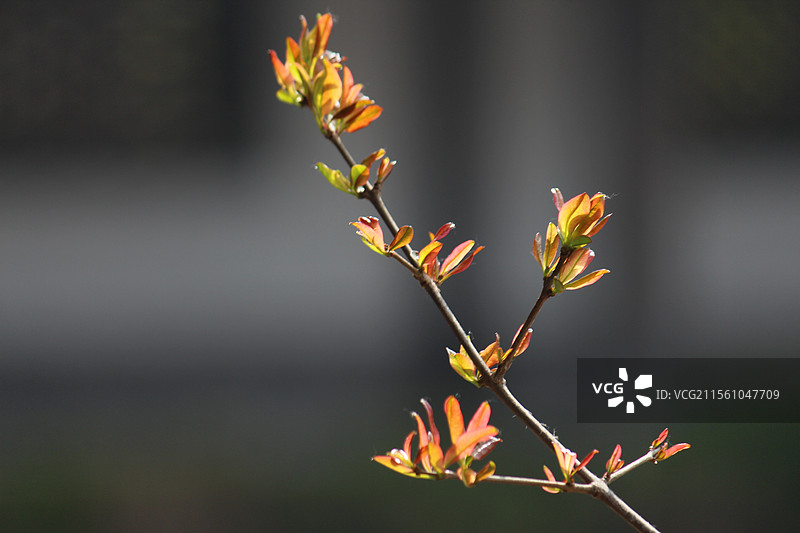 石榴春芽图片素材
