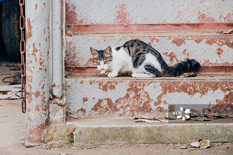 鬼鬼祟祟偷吃的小馋猫图片素材