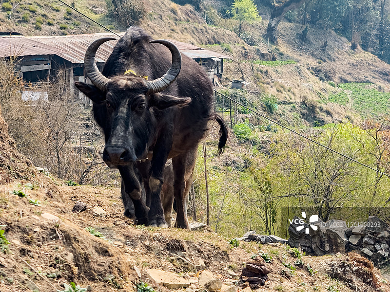 水牛山间行走图片素材